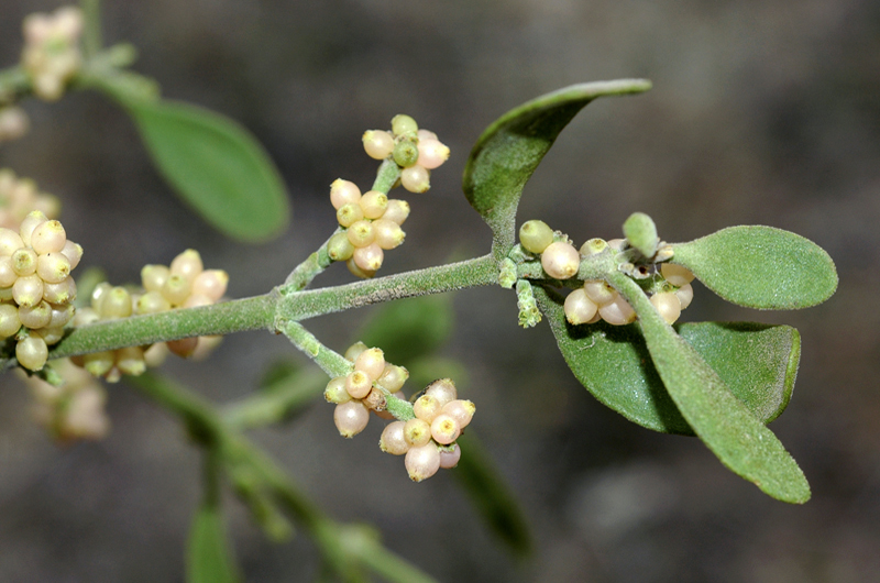 Eastern Mistletoe of North America